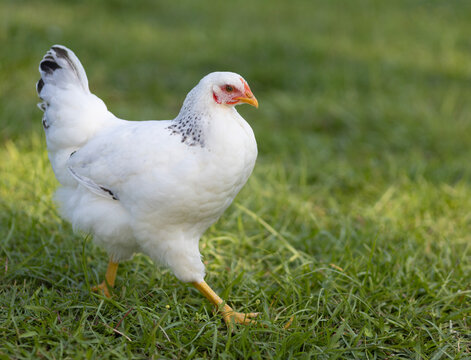 Young Delaware chicken pullet walking on the field it free ranges