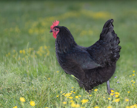 Australop chicken rooster walking across the pasture is roams freely one