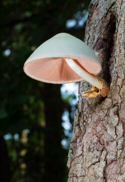 Large mushroom high in a dogwood tree