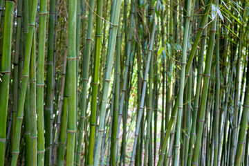 Fototapeta premium Stalks of bamboo in a bamboo grove