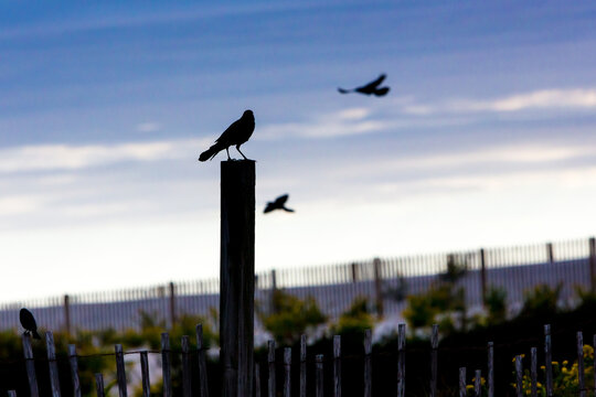 Silhouette of a Boat-tailed Grackle perched on a fence post at Assateague Island National Seashore, Maryland