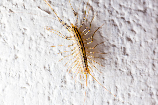 Close up of a House Centipede crawling on a white wall