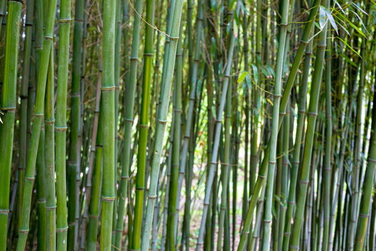 Stalks of bamboo in a bamboo grove