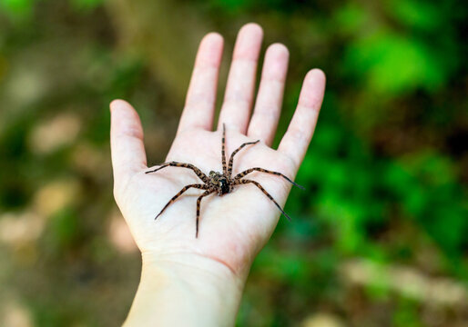 A large Fishing Spider in the palm of a person's hand