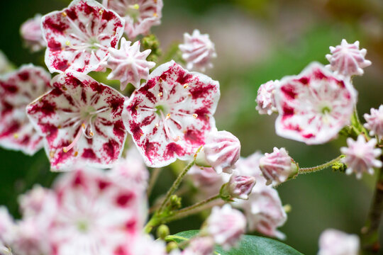 Red and white striped blooms of the Minuet variety of Mountain Laurel