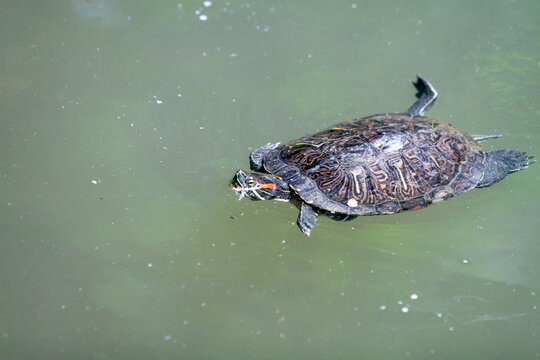 A Red-eared Slider turtle swimming in a pond