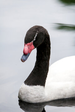 A Black-necked Swan swimming in a pond