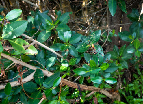 A Golden silk orb weaver spider in its web