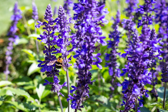 An Eastern Carpenter Bee perched on Mealy Blue Sage blooms