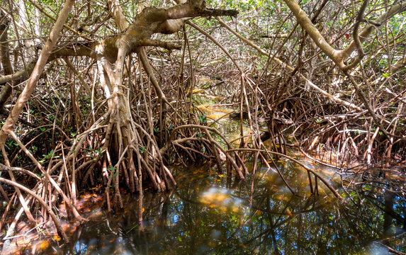 Red Mangrove tree roots on Sanibel Island, Florida