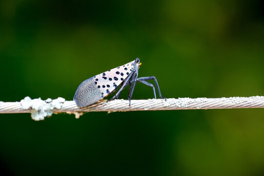An invasive Spotted Lanternfly perched on a wire