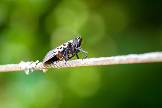 An invasive Spotted Lanternfly perched on a wire