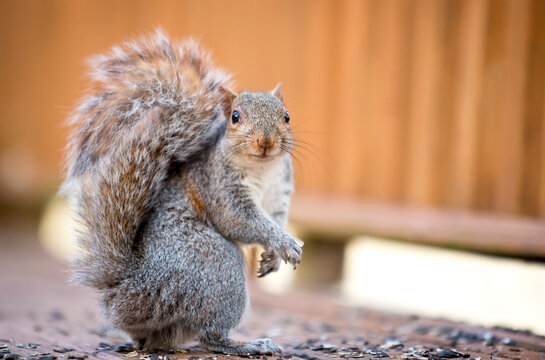 An Eastern Gray Squirrel sitting on a deck with sunflower seeds