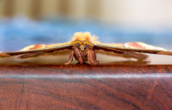 Close up of a giant Tulip-tree Silkmoth