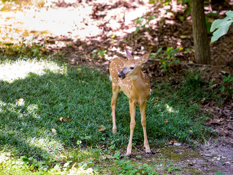A young White-tailed Deer fawn standing in the grass