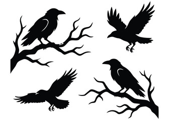Obraz premium Black Crow and Raven Silhouette Set Flying Birds on Tree Branch