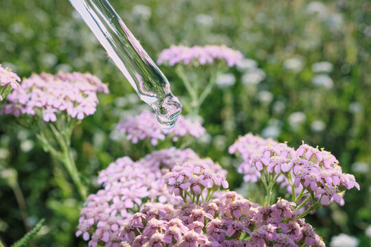 Dropper dispensing clear liquid drop over pink yarrow flowers