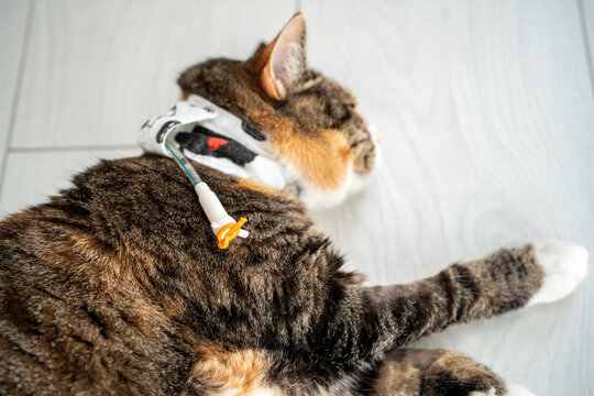 Domestic calico cat with esophagostomy tube for syringe feeding and medication after veterinary hospital discharge, resting at home during postoperative care, treatment, recovery and rehabilitation.