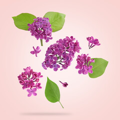 Fototapeta premium Bright lilac flowers and green leaves falling against pastel pink background
