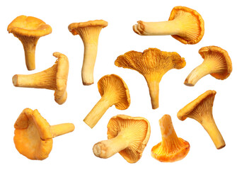 Fresh orange chanterelles isolated on white, set. Edible mushrooms © New Africa