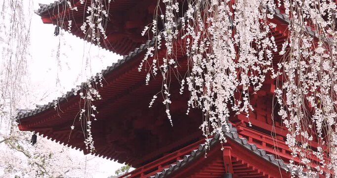 身延山の五重塔と枝垂れ桜