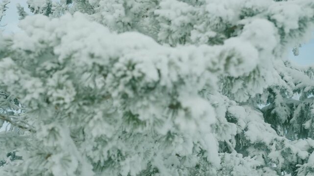 Close-up of evergreen branches weighed down with thick snow under an overcast winter sky