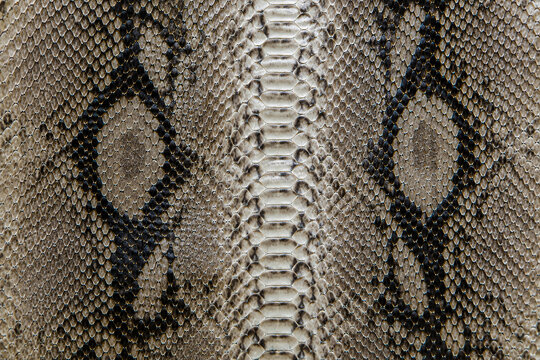 Detailed Reptile Skin Texture Background with Geometric Scale Pattern