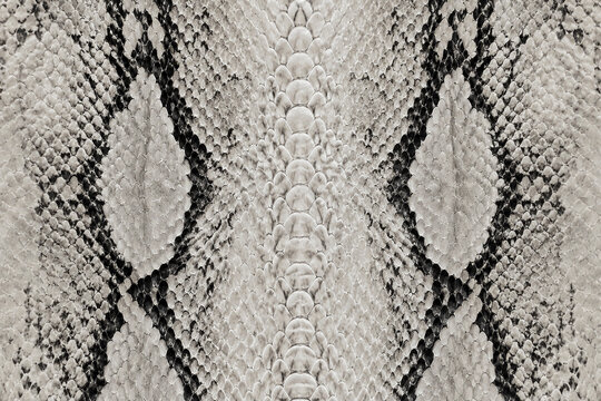 Close-Up of Black and White Snake Skin Texture with Diamond Pattern