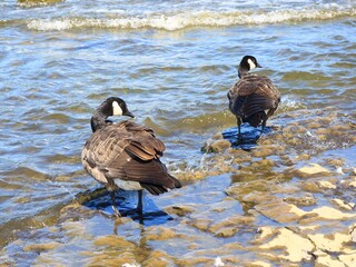 Two Canada geese standing on stones in the shallow river with ripples © fluffypw88