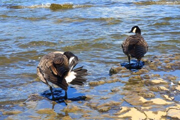 Two Canada geese standing on stones in the shallow river with ripples © fluffypw88