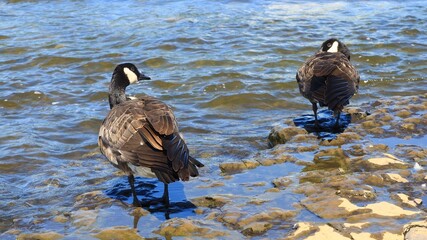 Two Canada geese standing on stones in the shallow river with ripples © fluffypw88