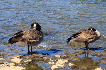 Two Canada geese standing on stones in the shallow river with ripples © fluffypw88