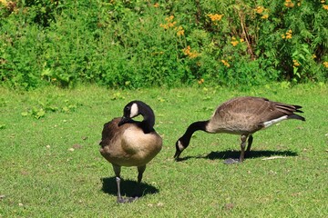 Canada geese grazing on a lush green meadow in summer © fluffypw88