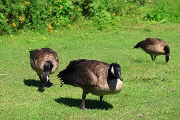 Canada geese grazing on a lush green meadow in summer © fluffypw88