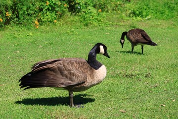 Canada geese grazing on a lush green meadow in summer © fluffypw88