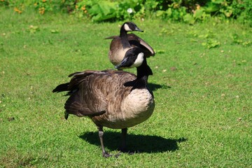 Close-up of a Canada goose grazing on a lush green lawn in summer © fluffypw88