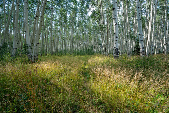 Path through Aspen Trees in Flat Tops Wilderness, Colorado on sunny summer afternoon.
