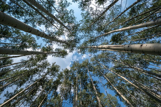 Upward view of Aspen Tree canopy in Flat Tops Wilderness, Colorado on sunny summer afternoon