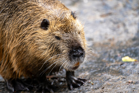 Close-up of a nutria standing on muddy ground near water