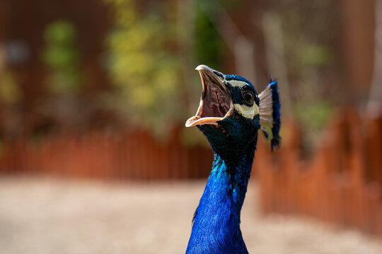 Peacock calling loudly with its beak wide open