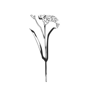 Hand Drawn Floral and Botanical Line Art Vector Set, Elegant Flowers and Leaves, Minimalist Outline Illustrations, Decorative Elements for Wedding, Branding, Invitations and Graphic Design