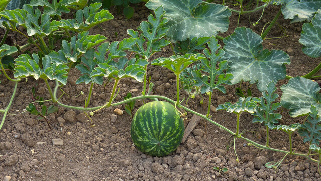 Young green striped watermelon growing on a leafy vine resting on dry soil in a sunny garden patch