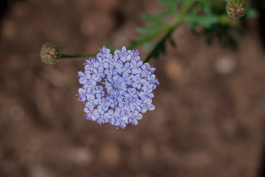 Blue Lace Flower (Trachymene coerulea) blooming in a summer garden.