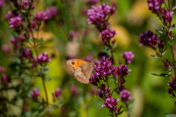 Gatekeeper butterfly sitting on wild flowers in a summer meadow. © Golden Shark