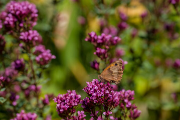 Gatekeeper butterfly sitting on wild flowers in a summer meadow. © Golden Shark