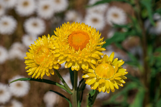 Butterflies on burgundy strawflowers in a summer garden