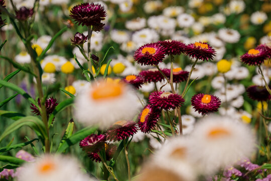 Butterflies on burgundy strawflowers in a summer garden
