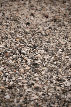 close up od a sand and sea shells on the beach
