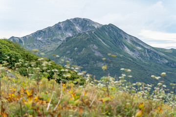 Fototapeta premium 北アルプス 雲ノ平キャンプ場から黒部五郎岳