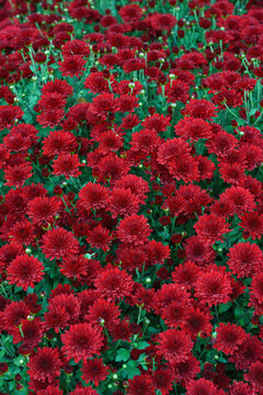 Dense blooming red double decorative chrysanthemum morifolium, flowers in garden. Bright autumn floral background with fresh blossoms, buds and green foliage. Plant breeding, gardening, cultivation